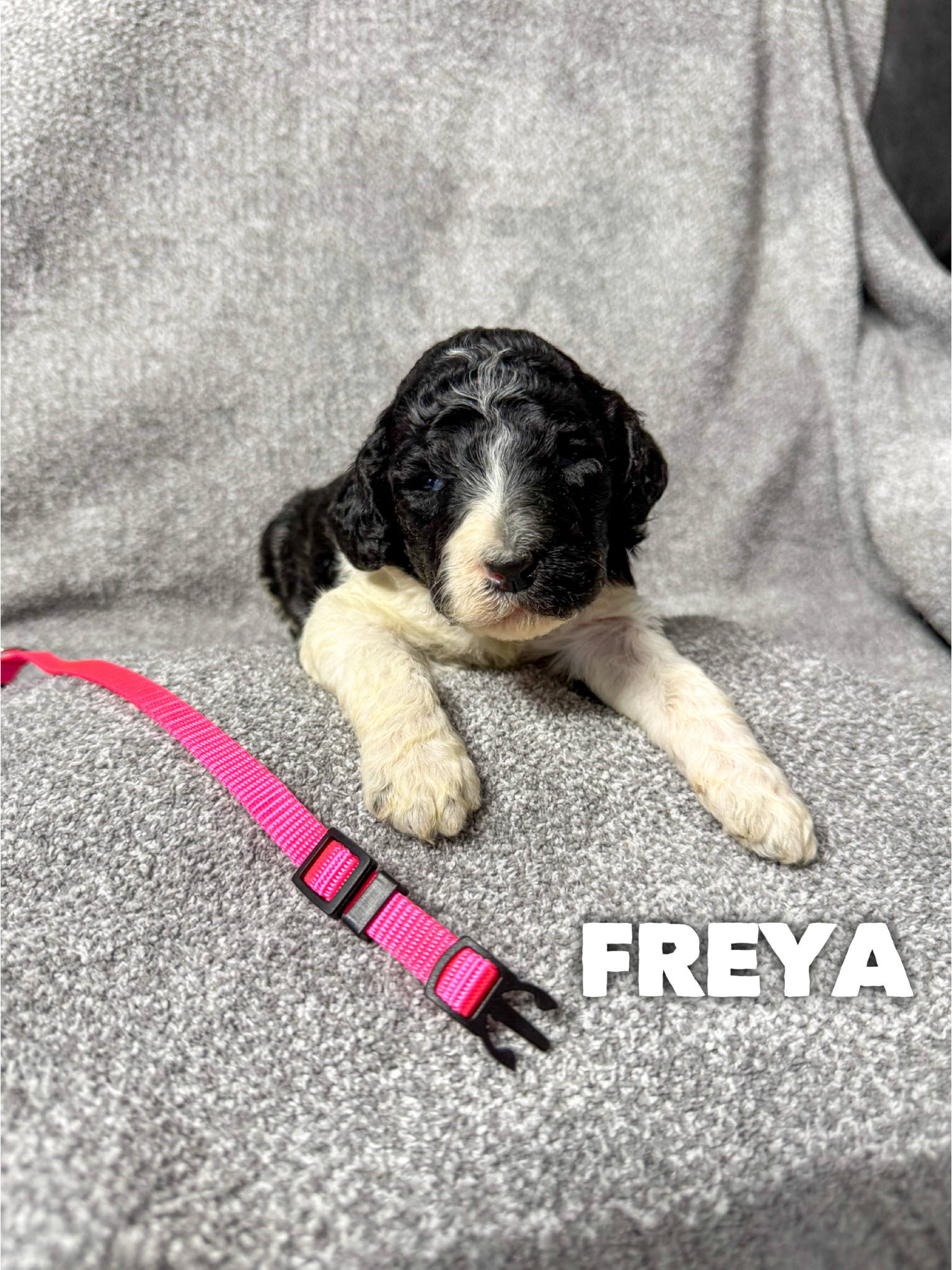 Freya 2